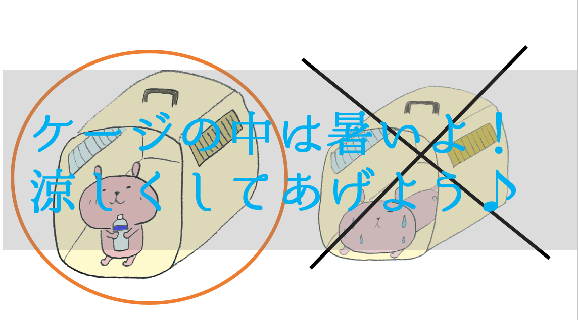 夏場、うさぎの移動で気をつけてあげたいこと
